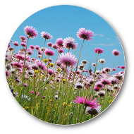 fleurs